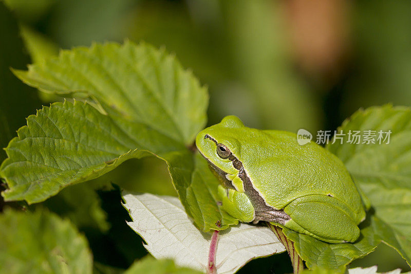 树蛙(Hyla arborea)